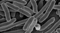 ecoli