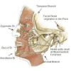 หน้าเบี้ยว จากเส้นประสาทใบหน้าที่7 (cranial nerve7 facial palsy)