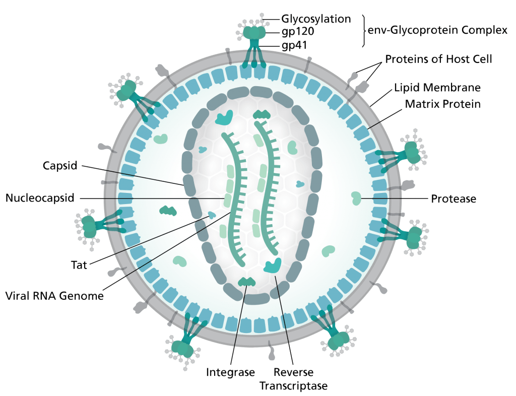 hi-virion-structure_en-svg