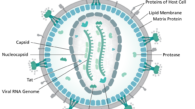 hi-virion-structure_en-svg