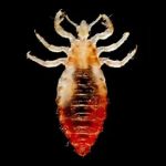 รู้โรคตามอาการ หิด เหาโลน