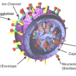 ปอดบวมจากไข้หวัดใหญ่ (Influenza Pneumonia)