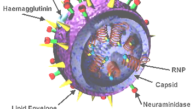 3D_Influenza_virus