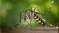 dengue