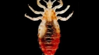 lice