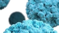 norovirus