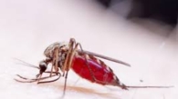 zika